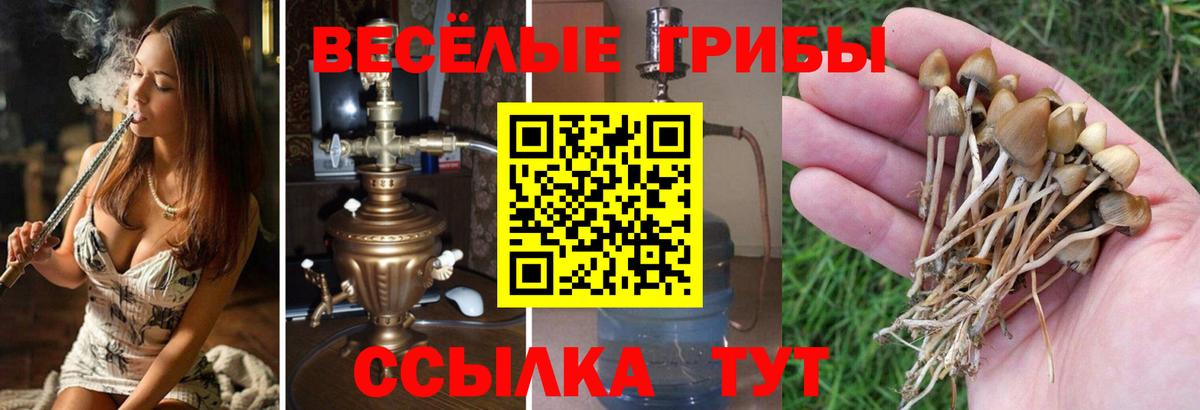 Галлюциногенные грибы Cubensis  купить наркотики цена  Асино  Вход с VPN 